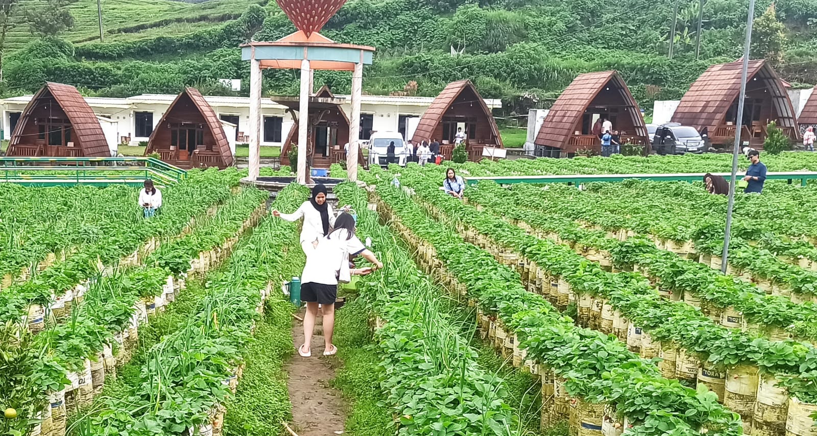 Air Panas Alami dan Petik Stroberi, Walini Hadirkan Paket Wisata Favorit Keluarga