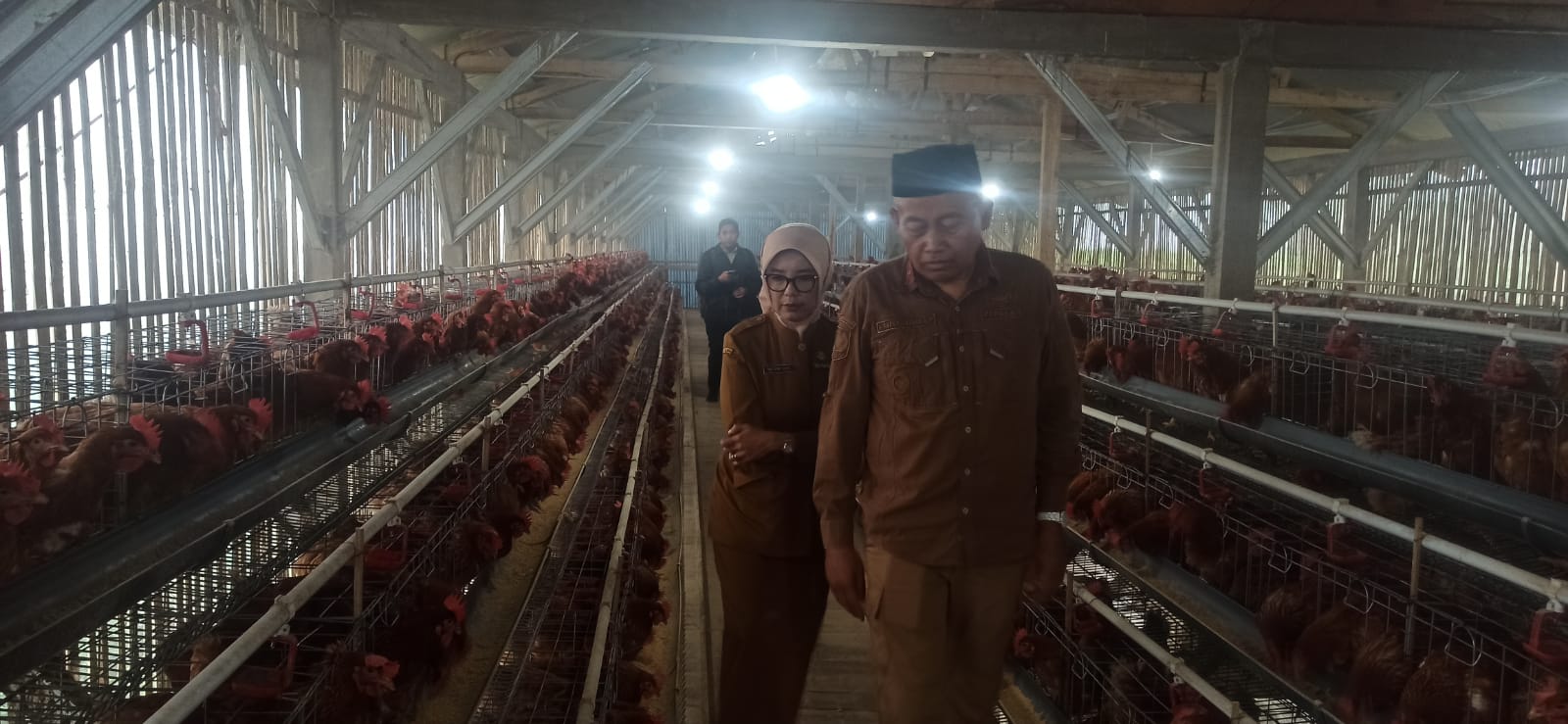 Awan Rukmawan Buktikan Ketahanan Pangan, Melalui Ternak Ayam Petelor