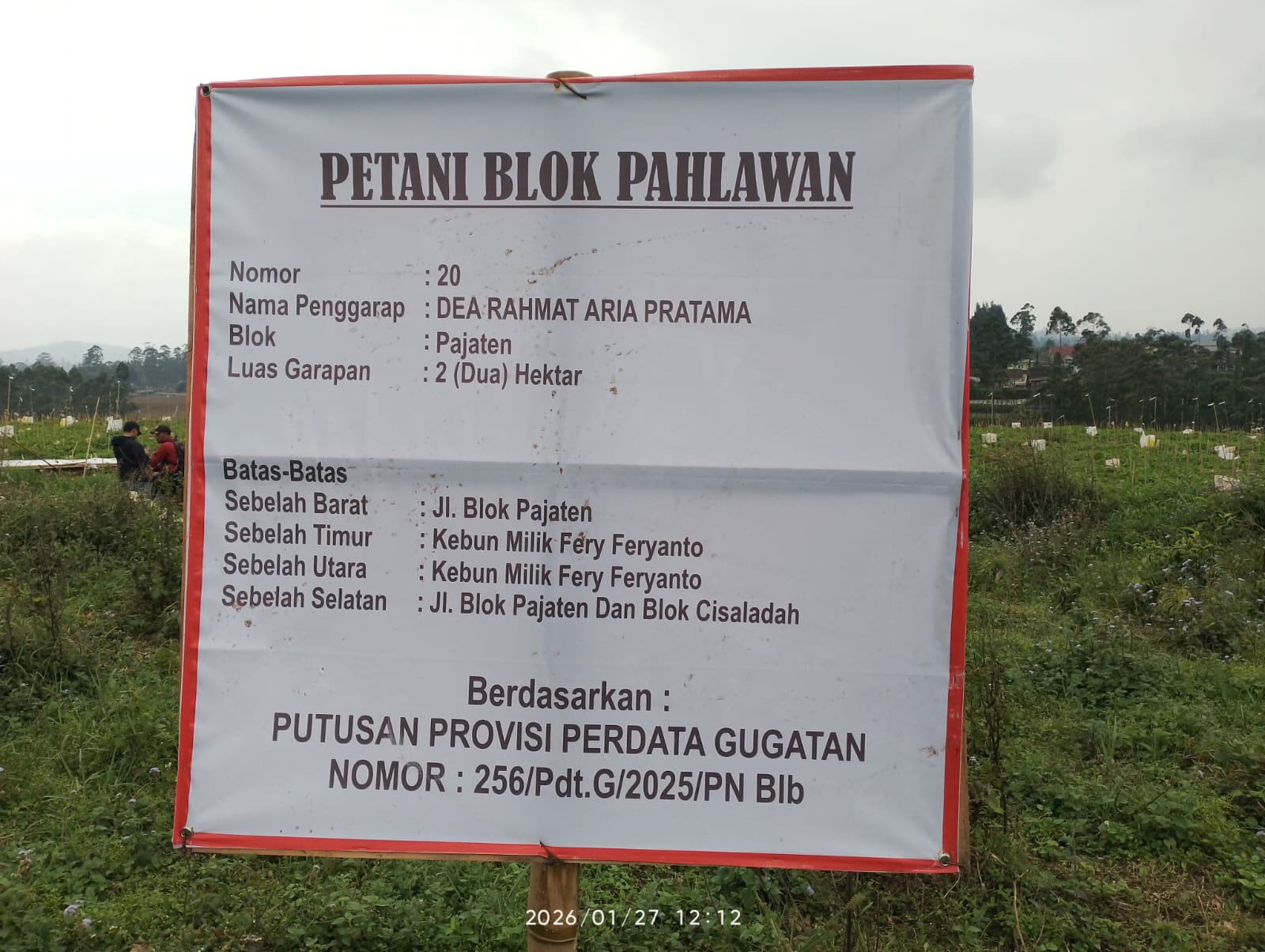 Diduga KDM Dibohongi Oleh Direktur PTPN,  Kebun Sayuran Masih Berdiri Normal